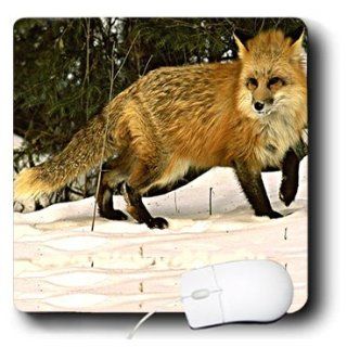 mp_771_1 Wild animals   Red Fox   Mouse Pads Computers & Accessories