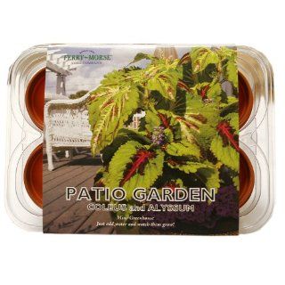 Ferry Morse 835 Patio Flower Mini Greenhouse & Seed Kit  Flowering Plants  Patio, Lawn & Garden