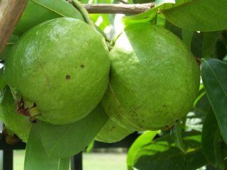 White Guava Tree Seedling (Oi Xa Li) By Nga's Garden  Fruit Plants  Patio, Lawn & Garden