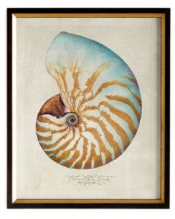 Chambered Nautilus Giclee