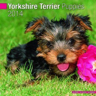 Yorkshire Terrier Puppies 2014 Wall Calendar 