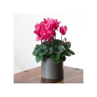 Potted Cyclamen, Cut Flower Alternative  Green Gift that Ships Via 2 Day Air Grocery & Gourmet Food