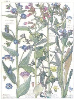 FLOWERSBorage.Boraginaceae.Evergreen Alkanet;Gromwell;Grey Millet;Lungwort;1907   Prints