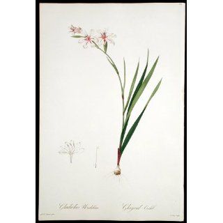 Art Profusely flowering Gladiolus  Engraving  Pierre Joseph Redoute