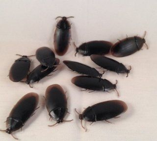 12  Fake Roaches Prank Novelty Cockroach Bugs Look Real Toys & Games