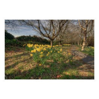 Crusheen daffodil path poster