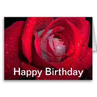 drenched beauty   red rose birthday card