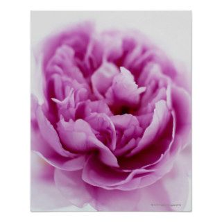 Purple Rose Print