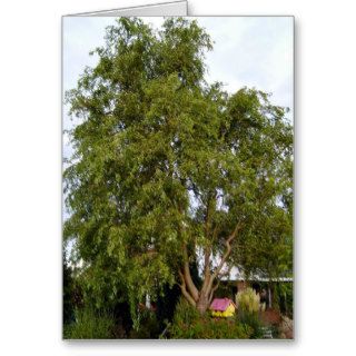 Willow Tree Greeting Cards