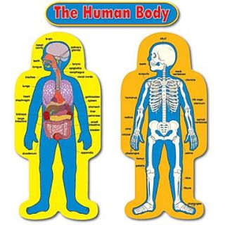 Carson Dellosa Child Size Human Body Bulletin Board Set  Make More Happen at
