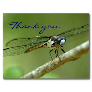 Thank you dragonfly post card