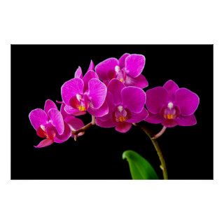 Hot Pink Dendrobium Orchid Flower Orchids Template Posters