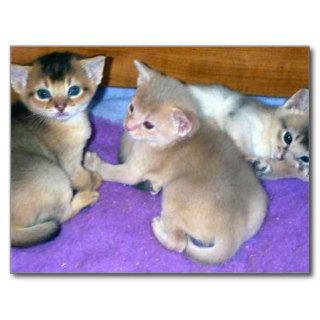 Abyssinian Kittens Three Weeks Old Post Card