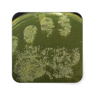 Hand Petri Dish Bacteria Square Stickers