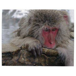 Japanese monkey relaxing in hot spring puzzle