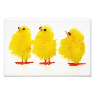 Easter baby chicks Photo Print