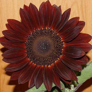 15 Seeds, Sunflower "Chocolate" (Helianthus annuus) Seeds By Seed Needs  Flowering Plants  Patio, Lawn & Garden