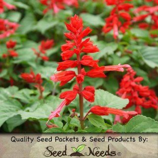 150 Flower Seeds, Sage "Scarlet Red" (Salvia coccinea) Seeds by Seed Needs  Flowering Plants  Patio, Lawn & Garden