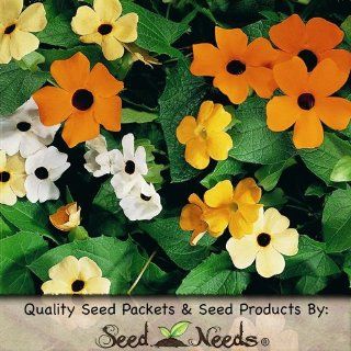 100 Seeds, Black Eyed Susan Vine "Mixed Colors" (Thunbergia alata) Seeds By Seed Needs  Patio, Lawn & Garden