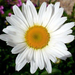 450 Seeds, Shasta Daisy (Chrysanthemum Maximum) Seeds By Seed Needs  Flowering Plants  Patio, Lawn & Garden