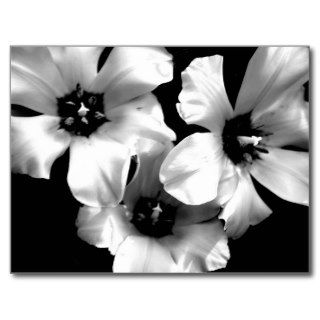 Black and White Floral Postcard