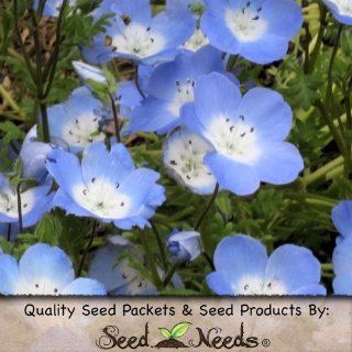 600 Seeds, Baby Blue Eyes (Nemophila menziesii) Seeds By Seed Needs  Flowering Plants  Patio, Lawn & Garden