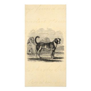 Vintage Bull Mastiff Dog 1800s Mastiffs Dogs Photo Card Template
