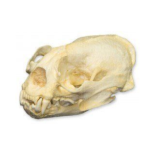 Giant Otter Skull (Teaching Quality Replica)