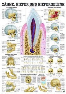 Anatomische Lehrtafel   Zhne, Kiefer und Kiefergelenk, Tafel 70 x 100 cm Drogerie & Körperpflege