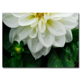 Trademark Art White Dahlia by Kurt Shaffer Photographic Print on