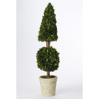 Napa Home & Garden Preserved Boxwoods 36 Preserved Greens Cone and