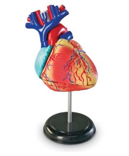 Learning Resources Heart Anatomy Model   Learning and Educational Toys