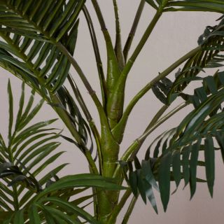 Beachcrest Home Brookings Cane Palm Tree in Pot I