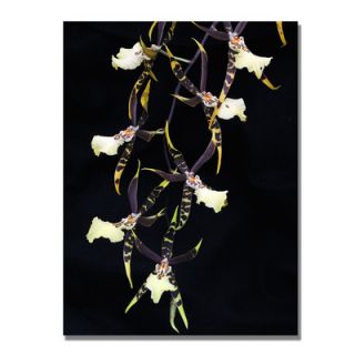Spider Orchid on Black by Kurt Shaffer Photographic Print on Wrapped