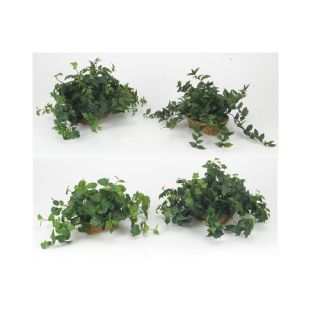 Piece Assorted Ivy and Pittosporum Desk Top Plant in Basket Set by