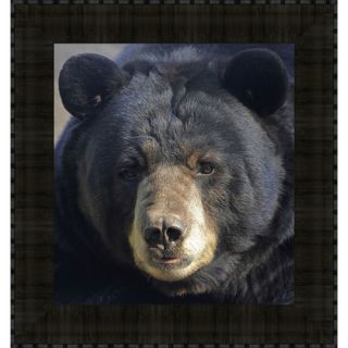 Midwest Art and Frame Gentle Stare Black Bear Framed Photographic