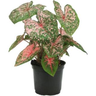 Delray Plants Caladium Floral Pink in 6 in. pot 92604PINK