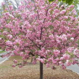 OnlinePlantCenter 5 gal. 5 ft. Kwanzan Cherry Tree P3891G5