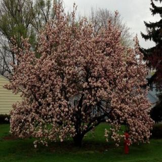 OnlinePlantCenter 5 gal. Pink Flowering Magnolia Tree M909G5