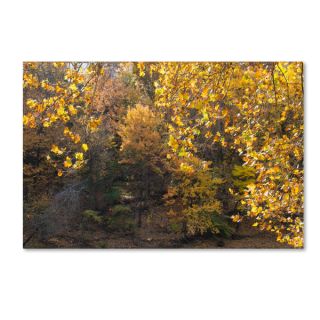 Kurt Shaffer Golden Autumn 2 Canvas Art   17341023  