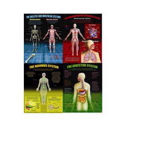McDonald Publishing The Human Body Teaching Set