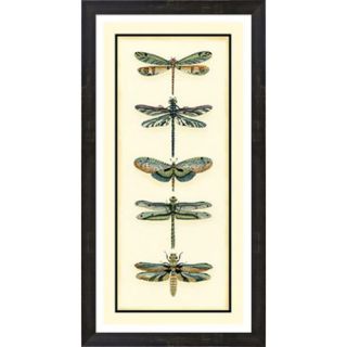 Dragonfly Collector II by Chariklia Zarris Framed Painting Print by