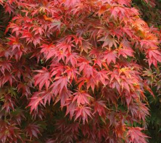Cottage Farms Shaina Dwarf Japanese Maple Tree —