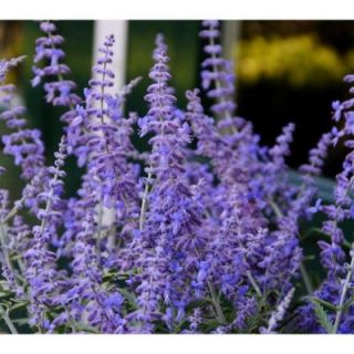 Russian Sage RUSSGE