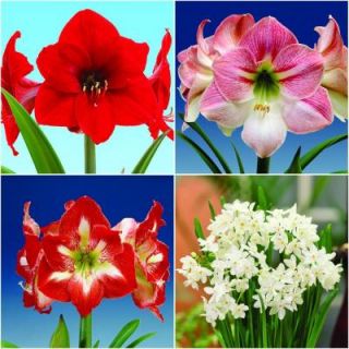 Bloomsz Economy Amaryllis (3) and Paper White (12) Collection 05950