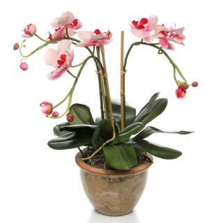 Nearly Natural Triple Mini Phalaenopsis Orchid Arrangement in Pink