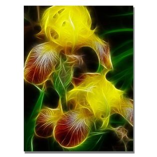 Trademark Fine Art Kathie McCurdy Yellow Iris Canvas Art   Home