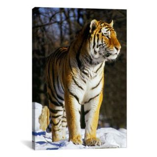 iCanvas Photography Tiger Graphic Art on Canvas