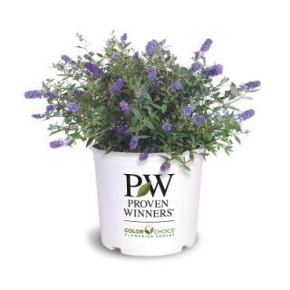 Proven Winners Lo and Behold Blue Chip ColorChoice Buddleia 1 gal. Butterfly Bush Shrub BUDPRC1126101