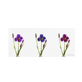 Trademark Fine Art Kathie McCurdy Siberian Iris Triptych Canvas Art